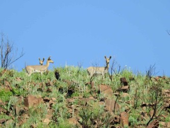 Ribbokke-2018-4608 x 3456-WEB-2