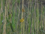Ribbokkloof birds (1)-2018-4608 x 3456-WEB