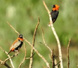 Ribbokkloof birds (10)-2018-3492 x 3067-WEB