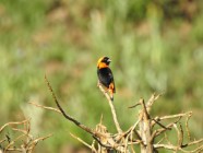 Ribbokkloof birds (11)-2018-4608 x 3456-WEB