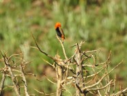 Ribbokkloof birds (12)-2018-4608 x 3456-WEB