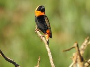 Ribbokkloof birds (13)-2018-4608 x 3456-WEB