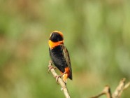 Ribbokkloof birds (14)-2018-4608 x 3456-WEB