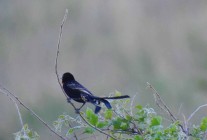 Ribbokkloof birds (15)-2018-2806 x 1897-WEB
