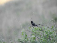 Ribbokkloof birds (16)-2018-4608 x 3456-WEB