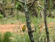 Ribbokkloof birds (17)-2018-4608 x 3456-WEB