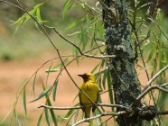 Ribbokkloof birds (19)-2018-4608 x 3456-WEB