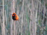 Ribbokkloof birds (2)-2018-4608 x 3456-WEB