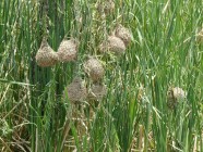 Ribbokkloof birds (20)-2018-4608 x 3456-WEB