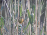 Ribbokkloof birds (3)-2018-4608 x 3456-WEB
