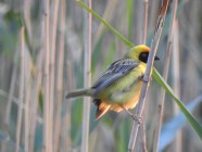 Ribbokkloof birds (4)-2018-4608 x 3456-WEB