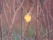 Ribbokkloof birds (5)-2018-4608 x 3456-WEB