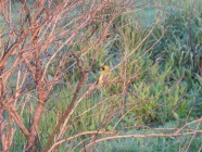 Ribbokkloof birds (6)-2018-4608 x 3456-WEB
