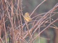Ribbokkloof birds (7)-2018-4608 x 3456-WEB