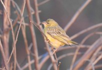Ribbokkloof birds (8)-2018-3584 x 2453-WEB