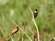 Ribbokkloof birds (9)-2018-4608 x 3456-WEB