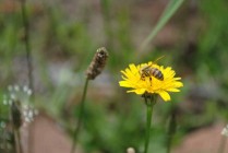 bee-2020-960 x 642-WEB