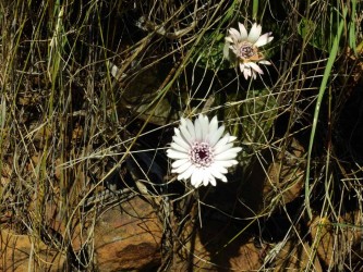 white flower-2018-4608 x 3456-WEB